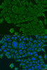 Immunofluorescence analysis of U2OS cells using BCS1L Polyclonal Antibody at dilution of  1:100. Blue: DAPI for nuclear staining.