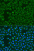 Immunofluorescence analysis of U2OS cells using FMO5 Polyclonal Antibody at dilution of  1:100. Blue: DAPI for nuclear staining.
