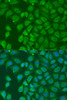 Immunofluorescence analysis of U2OS cells using HOXD10 Polyclonal Antibody at dilution of  1:100. Blue: DAPI for nuclear staining.