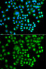 Immunofluorescence analysis of A549 cells using PRKACG Polyclonal Antibody