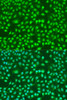 Immunofluorescence analysis of U2OS cells using PSEN2 Polyclonal Antibody at dilution of  1:100. Blue: DAPI for nuclear staining.