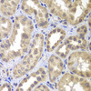 Immunohistochemistry of paraffin-embedded Human kidney using MAP2K4 Polyclonal Antibody at dilution of  1:100 (40x lens).