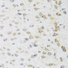 Immunohistochemistry of paraffin-embedded Mouse brain using STRN Polyclonal Antibody at dilution of  1:100 (40x lens).