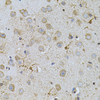 Immunohistochemistry of paraffin-embedded Mouse brain using NAT8 Polyclonal Antibody