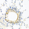 Immunohistochemistry of paraffin-embedded Mouse lung using COQ7 Polyclonal Antibody at dilution of  1:100 (40x lens).