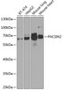 Western blot analysis of extracts of various cell lines using PACSIN2 Polyclonal Antibody at dilution of 1:1000.