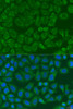 Immunofluorescence analysis of U2OS cells using ICK Polyclonal Antibody at dilution of  1:100. Blue: DAPI for nuclear staining.