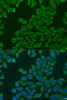 Immunofluorescence analysis of U2OS cells using RPL36 Polyclonal Antibody at dilution of  1:100. Blue: DAPI for nuclear staining.