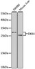 Western blot analysis of extracts of various cell lines using DKK4 Polyclonal Antibody at dilution of 1:1000.