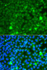 Immunofluorescence analysis of A549 cells using GBA3 Polyclonal Antibody
