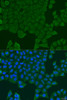 Immunofluorescence analysis of U2OS cells using REEP1 Polyclonal Antibody at dilution of  1:100. Blue: DAPI for nuclear staining.