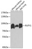 Western blot analysis of extracts of various cell lines using RUFY1 Polyclonal Antibody at dilution of 1:1000.