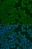 Immunofluorescence analysis of U2OS cells using FERMT3 Polyclonal Antibody at dilution of  1:100. Blue: DAPI for nuclear staining.
