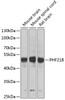 Western blot analysis of extracts of various cell lines using PHF21B Polyclonal Antibody at dilution of 1:1000.