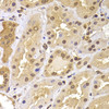 Immunohistochemistry of paraffin-embedded Human kidney using PHF21B Polyclonal Antibody at dilution of  1:100 (40x lens).