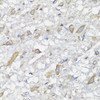 Immunohistochemistry of paraffin-embedded Rat brain using SPICE1 Polyclonal Antibody at dilution of  1:100 (40x lens).
