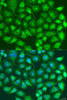 Immunofluorescence analysis of U2OS cells using SPICE1 Polyclonal Antibody at dilution of  1:100. Blue: DAPI for nuclear staining.