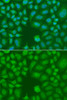 Immunofluorescence analysis of A549 cells using AES Polyclonal Antibody