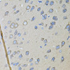 Immunohistochemistry of paraffin-embedded Rat brain using CDH16 Polyclonal Antibody at dilution of  1:100 (40x lens).