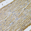 Immunohistochemistry of paraffin-embedded Rat heart using CDH16 Polyclonal Antibody at dilution of  1:100 (40x lens).