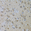Immunohistochemistry of paraffin-embedded Mouse brain using CDH16 Polyclonal Antibody at dilution of  1:100 (40x lens).