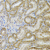 Immunohistochemistry of paraffin-embedded Mouse kidney using CDH16 Polyclonal Antibody at dilution of  1:100 (40x lens).