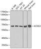 Western blot analysis of extracts of various cell lines using KCNS3 Polyclonal Antibody at dilution of 1:1000.