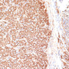 Immunohistochemistry of paraffin-embedded Rat ovary using KCNS3 Polyclonal Antibody at dilution of  1:100 (40x lens).