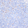 Immunohistochemistry of paraffin-embedded Mouse spleen using KCNS3 Polyclonal Antibody at dilution of  1:100 (40x lens).