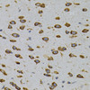 Immunohistochemistry of paraffin-embedded Mouse brain using CAPRIN1 Polyclonal Antibody