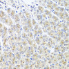 Immunohistochemistry of paraffin-embedded Mouse stomach using MTX1 Polyclonal Antibody at dilution of  1:100 (40x lens).