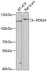 Western blot analysis of extracts of various cell lines using PDE6A Polyclonal Antibody at dilution of 1:1000.