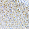 Immunohistochemistry of paraffin-embedded Mouse stomach using MTX2 Polyclonal Antibody at dilution of  1:100 (40x lens).