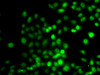 Immunofluorescence analysis of A549 cells using PRDM7 Polyclonal Antibody