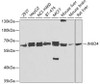 Western blot analysis of extracts of various cell lines using JMJD4 Polyclonal Antibody at dilution of 1:5000.