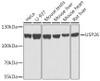 Western blot analysis of extracts of various cell lines using USP26 Polyclonal Antibody at dilution of 1:1000.