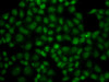 Immunofluorescence analysis of A549 cells using USP26 Polyclonal Antibody