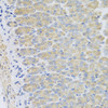 Immunohistochemistry of paraffin-embedded Mouse stomach using EFHC1 Polyclonal Antibody at dilution of  1:100 (40x lens).