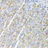 Immunohistochemistry of paraffin-embedded Mouse stomach using OSGEPL1 Polyclonal Antibody at dilution of  1:100 (40x lens).