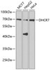 Western blot analysis of extracts of various cell lines using DHCR7 Polyclonal Antibody at dilution of 1:1000.