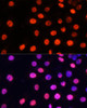 Immunofluorescence analysis of HeLa cells using MonoMethyl-NONO-R357/R365 Polyclonal Antibody at dilution of  1:100 (40x lens). Blue: DAPI for nuclear staining.