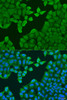 Immunofluorescence analysis of U2OS cells using ARF3 Polyclonal Antibody at dilution of  1:100. Blue: DAPI for nuclear staining.
