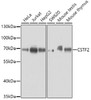 Western blot analysis of extracts of various cell lines using CSTF2 Polyclonal Antibody at dilution of 1:3000.
