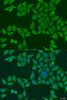 Immunofluorescence analysis of U2OS cells using FKBP2 Polyclonal Antibody at dilution of  1:100. Blue: DAPI for nuclear staining.