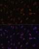 Immunofluorescence analysis of C6 cells using POR Polyclonal Antibody at dilution of  1:100 (40x lens). Blue: DAPI for nuclear staining.