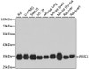 Western blot analysis of extracts of various cell lines using PRPS1 Polyclonal Antibody at dilution of 1:1000.