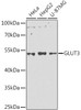 Western blot analysis of extracts of various cell lines using GLUT3 Polyclonal Antibody at dilution of 1:1000.