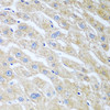 Immunohistochemistry of paraffin-embedded Human liver using UCHL3 Polyclonal Antibody at dilution of  1:100 (40x lens).