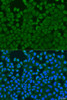 Immunofluorescence analysis of U2OS cells using IL27RA Polyclonal Antibody at dilution of  1:100. Blue: DAPI for nuclear staining.
