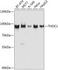 Western blot analysis of extracts of various cell lines using THOC1 Polyclonal Antibody at dilution of 1:1000.